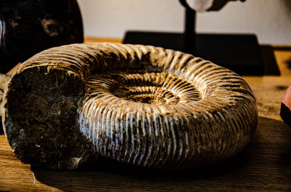 Ammonite fossile naturelle